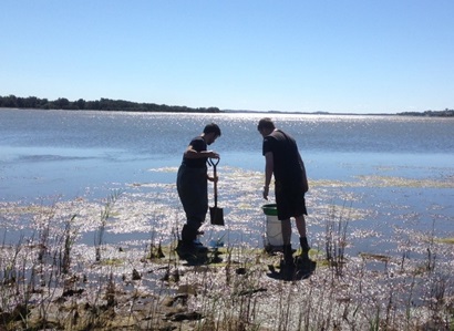 Two people digging at the edge of a wetlands.