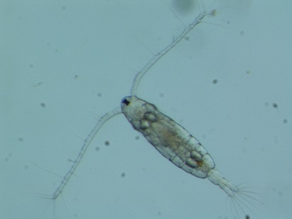 A Copepod