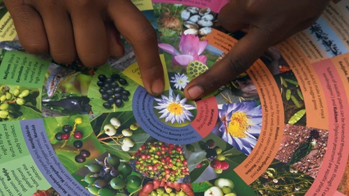 Two kids' hands pointing to a flower on an Indigenous seasonal calendar. 