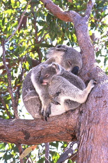 A koala and its young sleeping in a tree