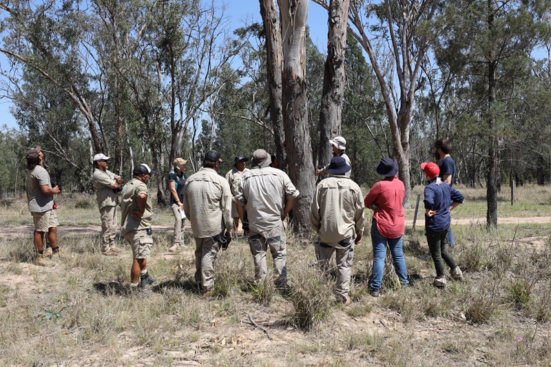 About 13 people stand around a tree looking at markings from koalas along the trunk
