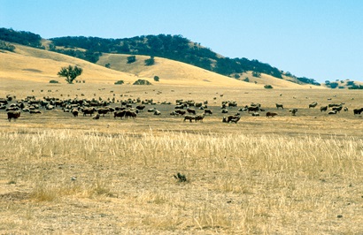Sheep in semi arid region north east of Burra, South Australia. 1992.  Dry landcsape featuring flock of sheep