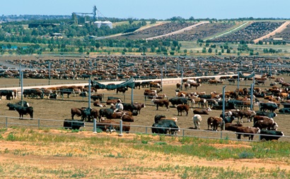 Cattle behind fences in numerous feedlot yards
