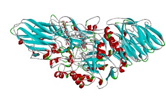 model of an enzyme