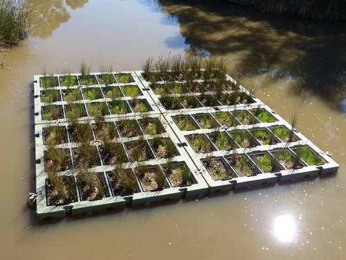 Dr John Awad's research has shown that PFAS can be removed from contaminated water by Australian native plants grown in a floating wetland. Image: University of South Australia. 