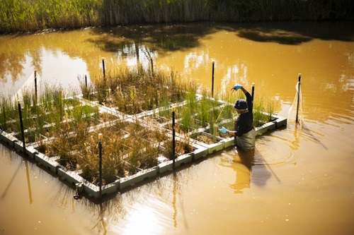 Aerial photo of a man wading in water - doing science - next to a floating wetland
