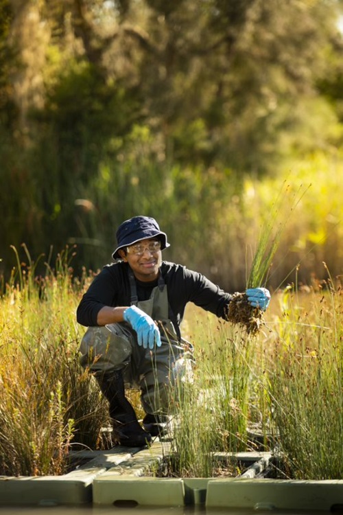 A man holding up some reed plants atop a floating wetland