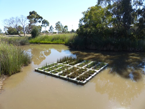 Aerial photo of a floating wetland in a dam.