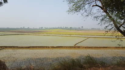 Farm land in Bangladesh