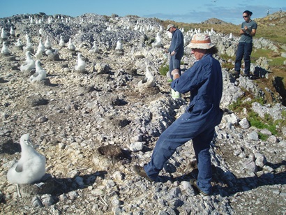 Three researchers on a rocky outcrop taking notes among albatrosses