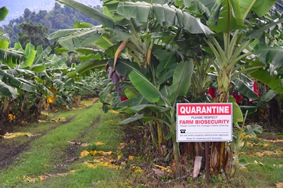 A biosecurity sign at the edge of a banana plantation