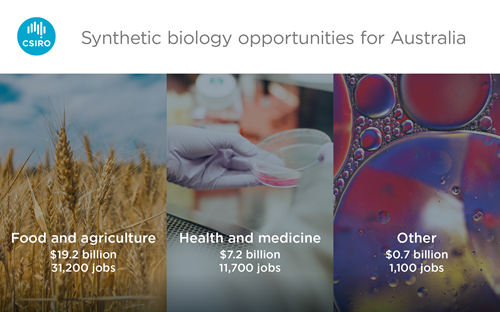 An infographic which describes the three domain areas with opportunities for synthetic biology in Australia: food and agriculture, health and medicine and other.