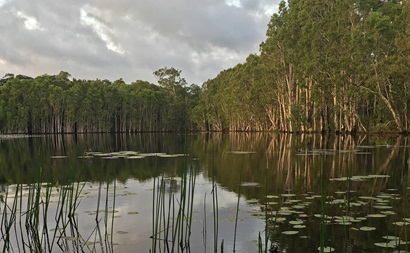 Wetland lagoon with trees around edge