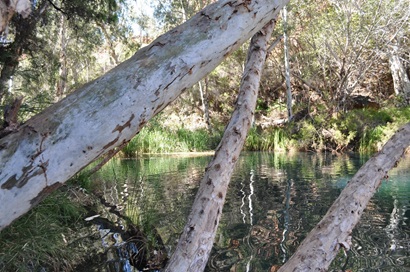Paperbark Trees leaning over Pilbara Pools, Western Australia.
