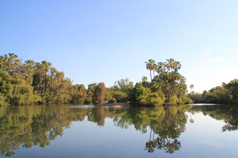 Reflections of vegetation including palm trees on the still water of the Roper River