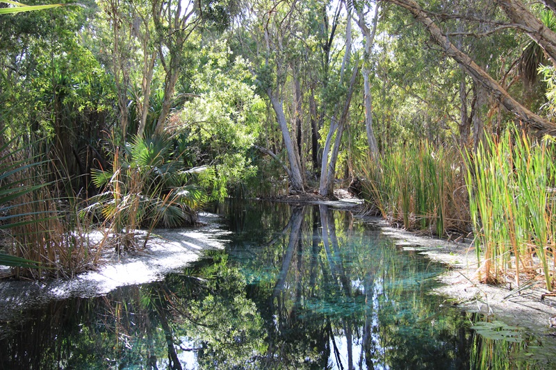 A small section of a river with foliage surrounding, including pandanus palms.