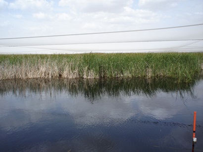 A wetland with water in the foreground and reedy looking plants in the background