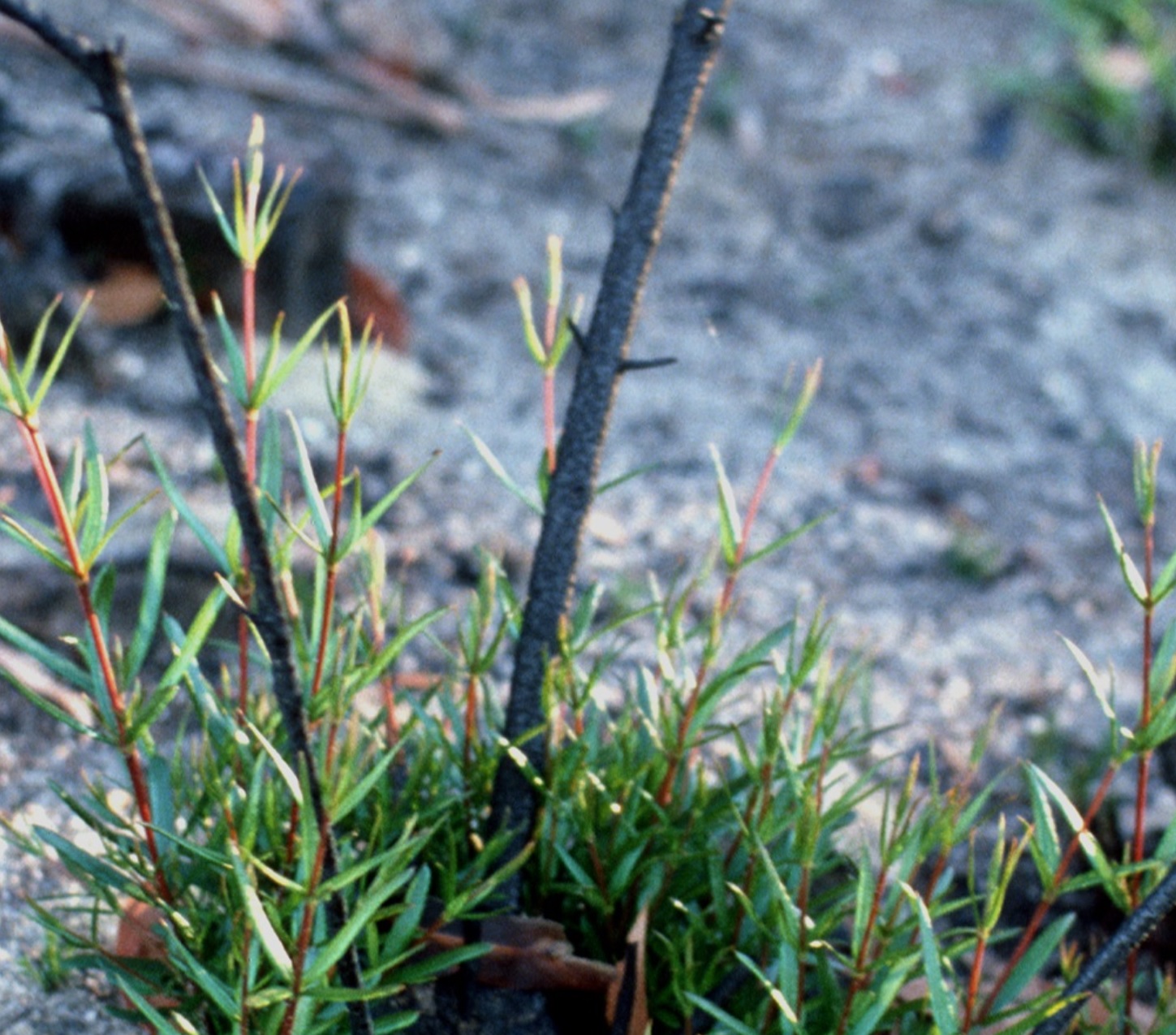 /-/media/LWF/Images/bushfire-feature/bushfire-regrowth-tall.jpg?mw=1000&hash=E3C7A848C825C617A94E910DAB957180