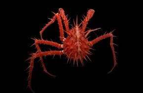 Specimen of a red spiny crab on a black background. 