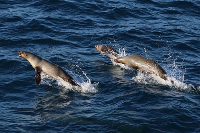 Three seals bursting from the surface of the ocean. Image Ben Arthur.