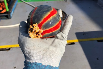 A gloved hand holding a bright red striped spherical sea cucumber.