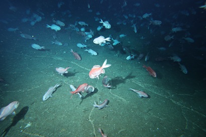 Underwater photos showing a large school of deep sea fishes above a rocky seafloor.