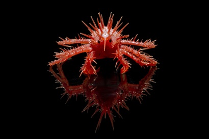 A spiky bright red crab on a black background.