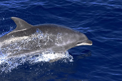 A dolphin breaking the surface of the ocean.
