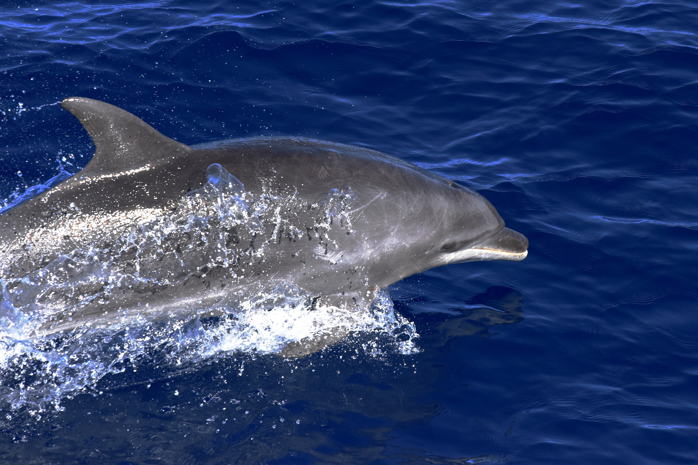 A dolphin breaking the surface of the ocean.