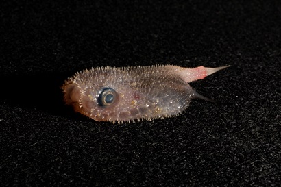 A small spiky fish on a black background.