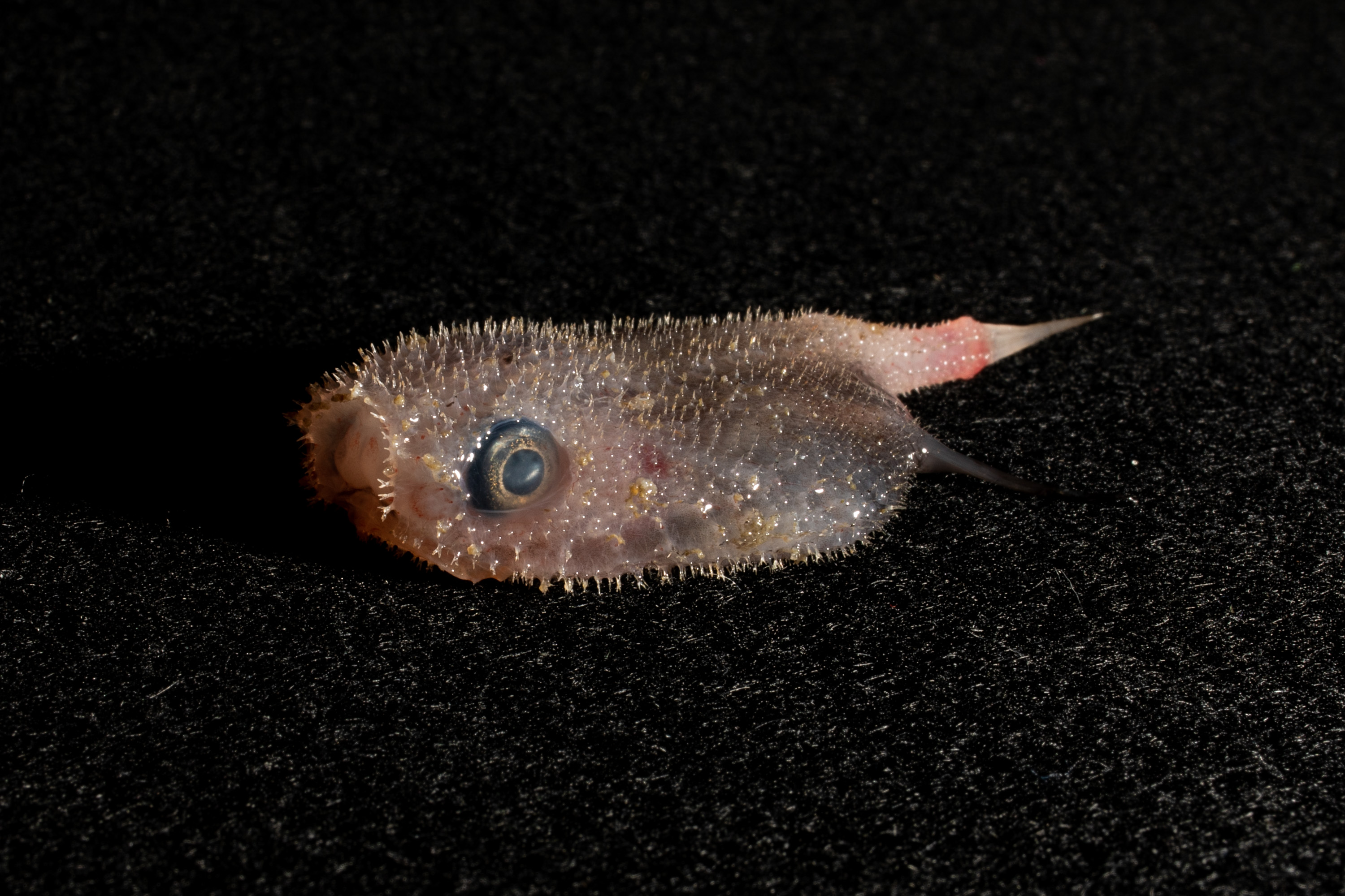 A small spiky fish on a black background.