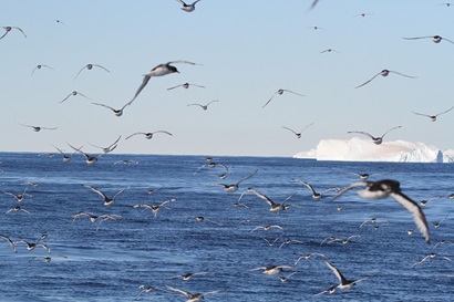 A flock of sea birds flying pas an iceberg.