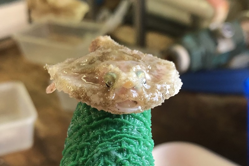 A tiny flat fish from the seafloor on the tip of a finger.
