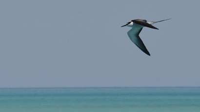 A seabird in flight with a tropical ocean view in the background.