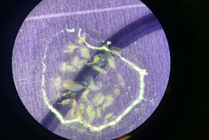 A microscope view showing a purple circle with small white objects on it.