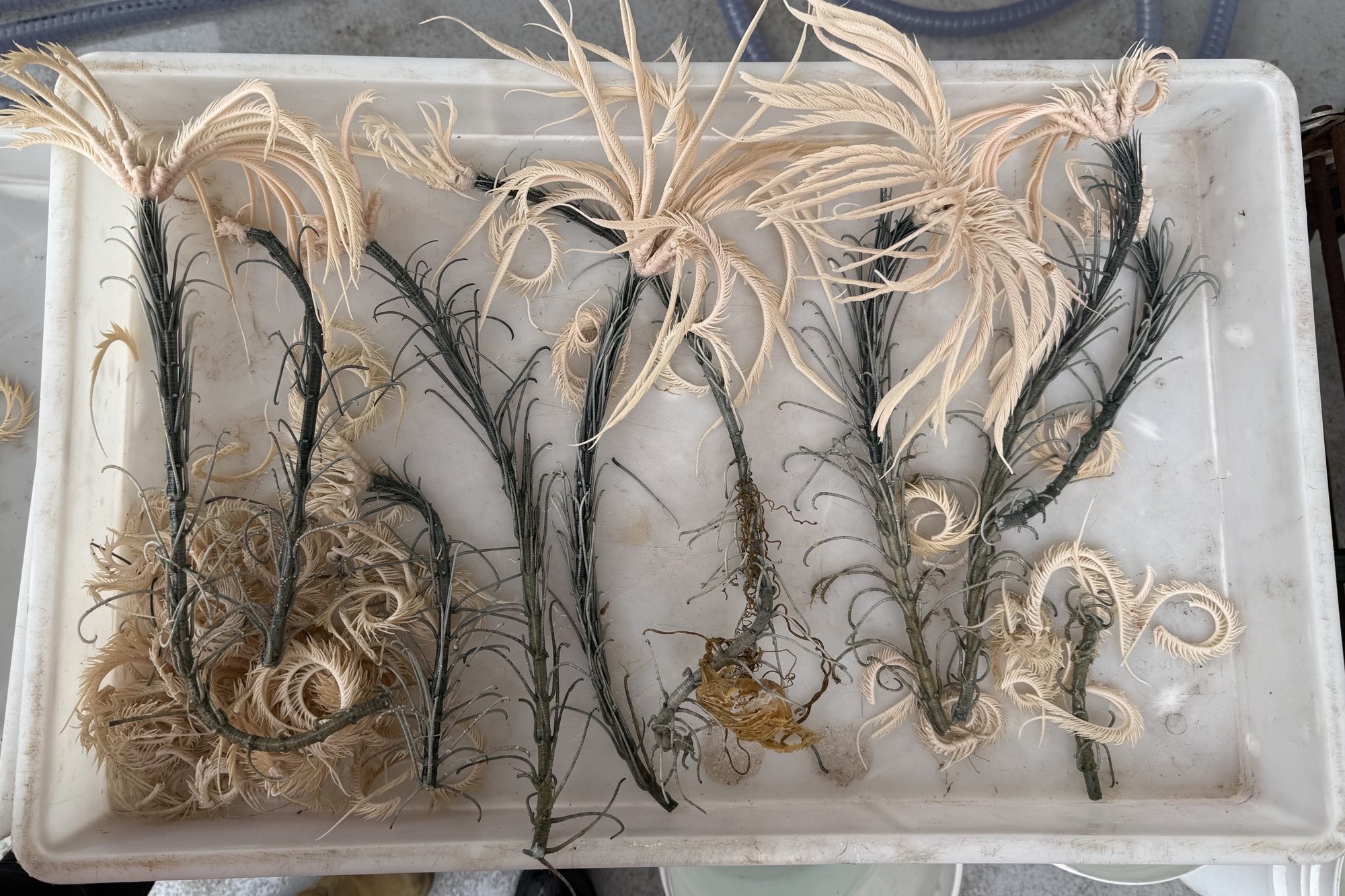 Specimens of stalked sea creatures in a white plastic tray.