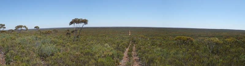 Flat scrubland with dirt road through centre