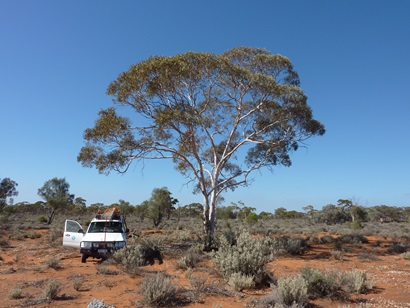 Ute parked next to a gum tree in the outback