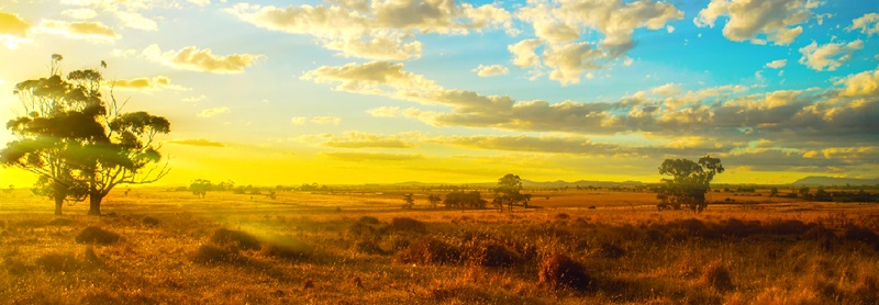 Australian rural landscape in golden sunlight of sunset
