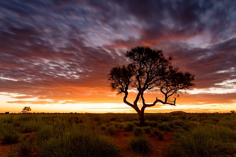 Silohette of tree at sunset