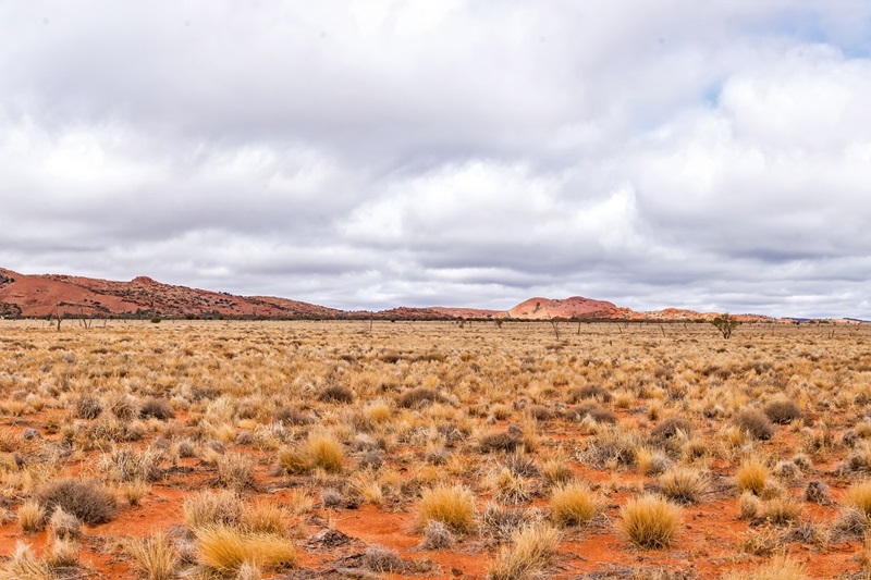 Red earth Australian outback lanscape with tufted grass