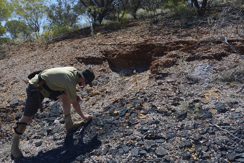 Dr Spinks picking out a sample of manganese ore outcrop