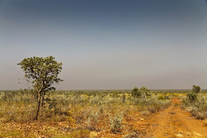 Sparse, scrubby outback landscape with lone tree in foreground