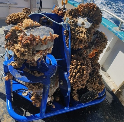 Equipment covered in mussels, barnacles and seaweed