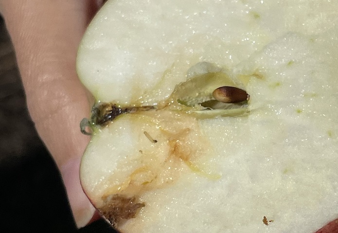 a close up of an apple in someone's hand showing brown patches and a maggot near the apple core