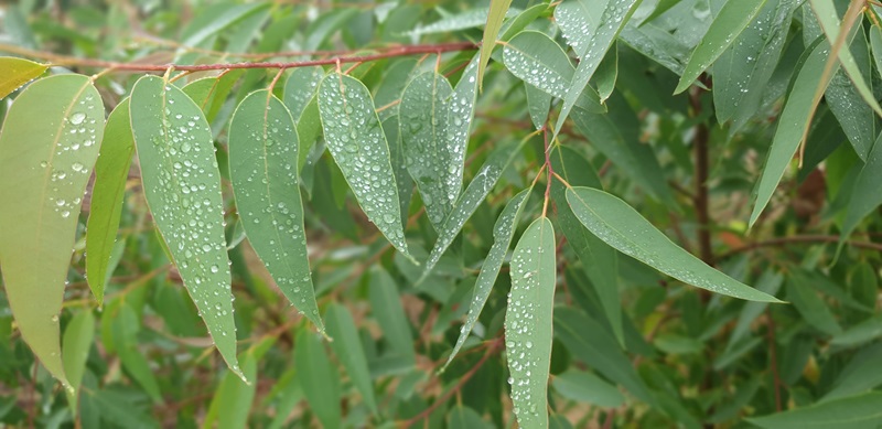 Eucalyptus leaves