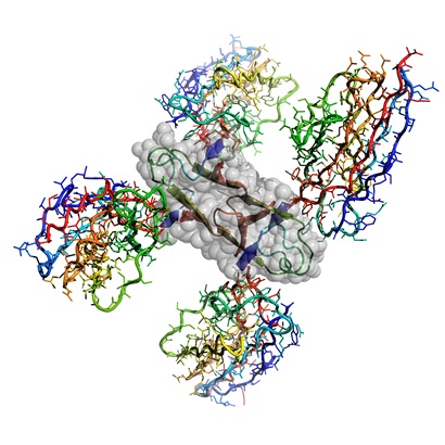 Atomic structure of the Alzheimer's disease Amyloid-β protein caged by four shark antibodies to stop uncontrolled amyloid plaque formation.