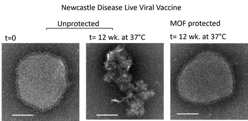 Transmission electron microscopy (TEM) images by Dr Ruhani Singh and Dr Jacinta White.