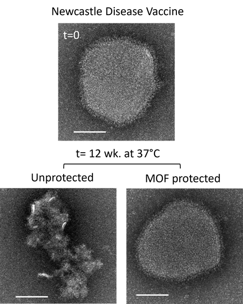 Transmission electron microscopy (TEM) images by Dr Ruhani Singh and Dr Jacinta White.