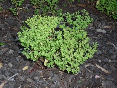 patch of bright green weedy plant growing in tan bark garden bed